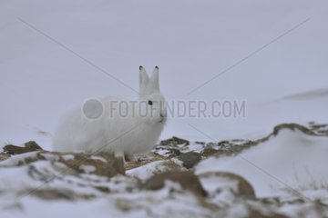 Arctic hare (Lepus arcticus)  february  Igterajivit district  East Greenland