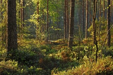 Conifer forest undergrowth Finland