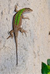 Italian Wall Lizard Corsican France