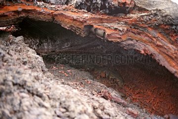 Old Hardened lava of the volcano Piton de la Fournaise