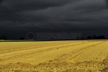 Hare in a harvested field under a stormy sky Alsace
