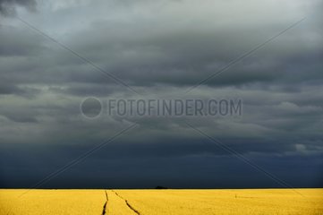 Field of grain under a stormy sky Alsace France