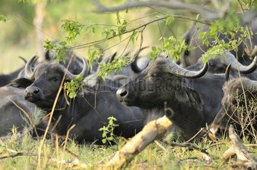African buffalo resting at dawn Khwai Botswana