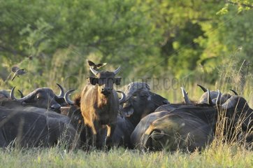 African buffalo resting at dawn Khwai Botswana