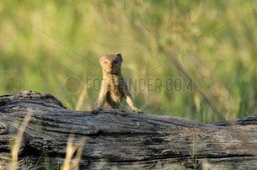 Yellow Mongoose alert Khwai Botswana