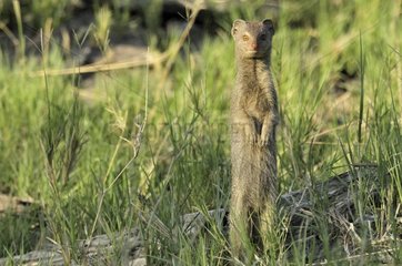 Yellow Mongoose alert Khwai Botswana
