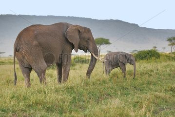 Elephant Calf and his mother in the Masai Mara NR Kenya