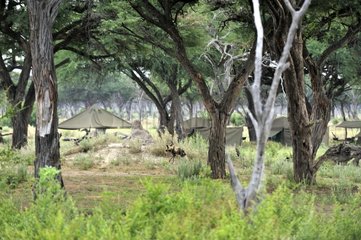 Lycaon before a Bush Camp Okavango Botswana