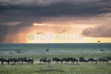 Common Wildebeest migrating in the Masai Mara NR Kenya