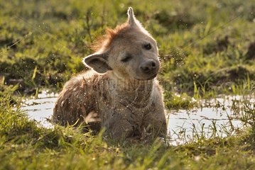 Spotted hyena bathing in a waterhole Kenya