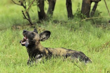 Wild dog eating an Impala Khwai Okavango Botswana