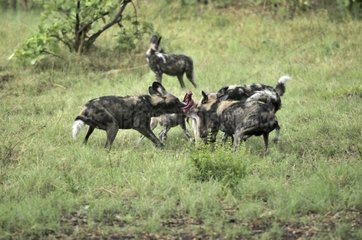 Wild dogs eating an Impala Khwai Okavango Botswana