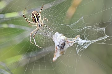 Wasp spider female who caught a grasshopper France