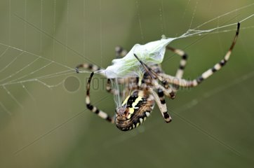 Wasp spider wrapping a grasshopper on its web France
