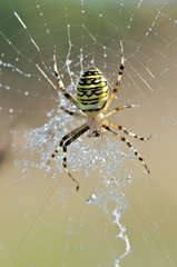 Wasp spider its web covered with dew France