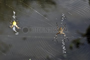 Wasp spiders on their webs covered with dew France