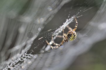 Wasp spider on it web covered with dew France