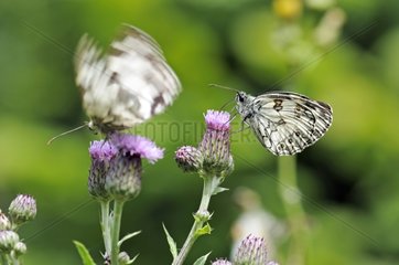Marbled-White on a flower of the thistle in Correze France
