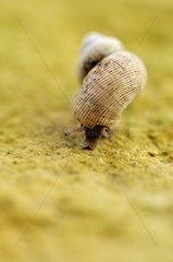 Round-mouthed snail on the mesa in Correze France