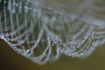 Dewdrops on a spiderweb Correze France