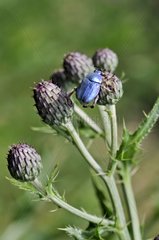 Scarab beetle male on the plant in summer Correze France