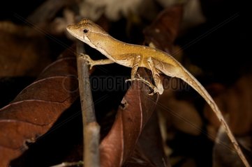 Anolis on a dead leaf French Guiana
