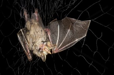 Gnome Fruit-eating Bat in net capture Kaw French Guiana