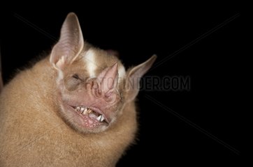 Portrait of Great Fruit-eating Bat French Guiana