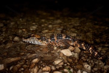 Dwarf Caiman in puddle at night French Guiana