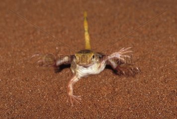 Dune lizard doing thermal dance. Namib Desert