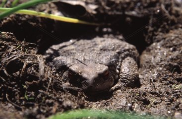 Common toad in the mud Bouches-du-Rhône France