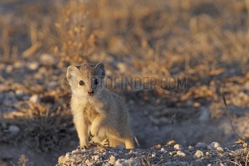 Young yellow Mongoose Mongoose in the PN Etosha Namibia