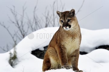 Montain Lion sitting in the snow Rocky Mountains