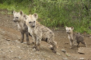 Young Speckled Hyenas Kruger National Park South Africa