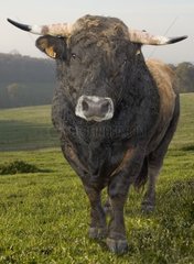 Aubrac Bull in Pre France