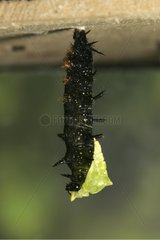 Pupation of a Camberwell Beauty caterpillar France