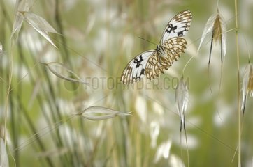 Flight of the Western Marbled White at spring France