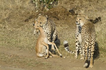 Three young brothers Cheetahs playing with a young Impala