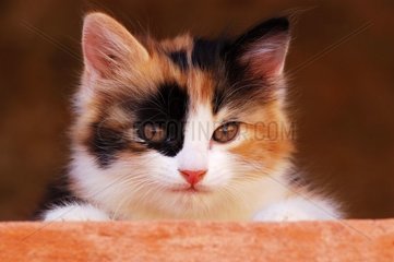 Portrait d'un chaton de gouttière à poils tricolores
