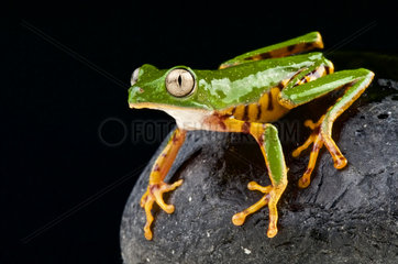 Orange legged leaf frog (Phyllomedusa hypochondrialis)  Brazil