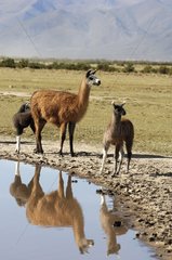 Lamas near a water point on the Altiplano Bolivia