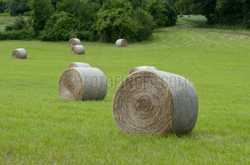 Stacks of straw in a field