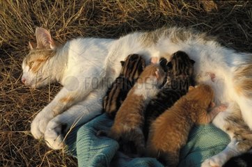 Chatte allaitant ses chatons posés sur une couverture