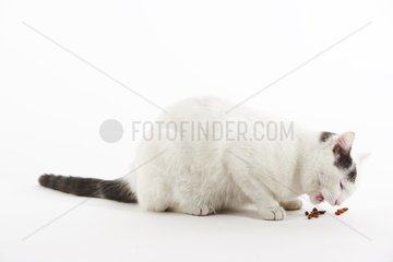 Domestic Cat eating croquettes in a house