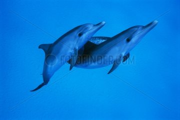 Dauphins tachetés de l'Atlantique Bahamas