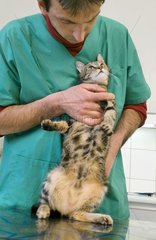 Tierarzt  die eine europäische Katze in der Prüfung Tabelle ausüben