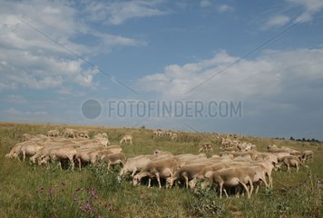 Herd of sheep grazing on the causse Lozere France