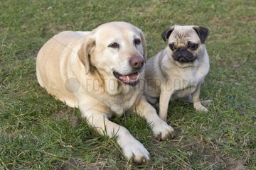 Hunde Carlin und Labrador Frankreich