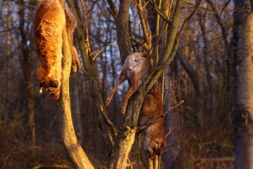Dead foxes hung on branches