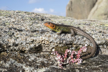Large Psammodromus (Psammodromus algirus) male on rock  Guadarrama National Park  Spain